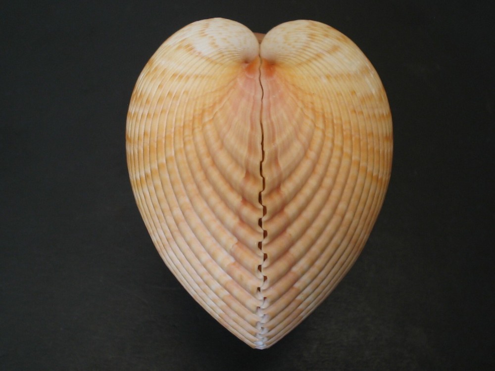 WoW Form...PLAGIOCARDIUM PSEUDOLIMA~72.1mm~Kenya SEASHELL