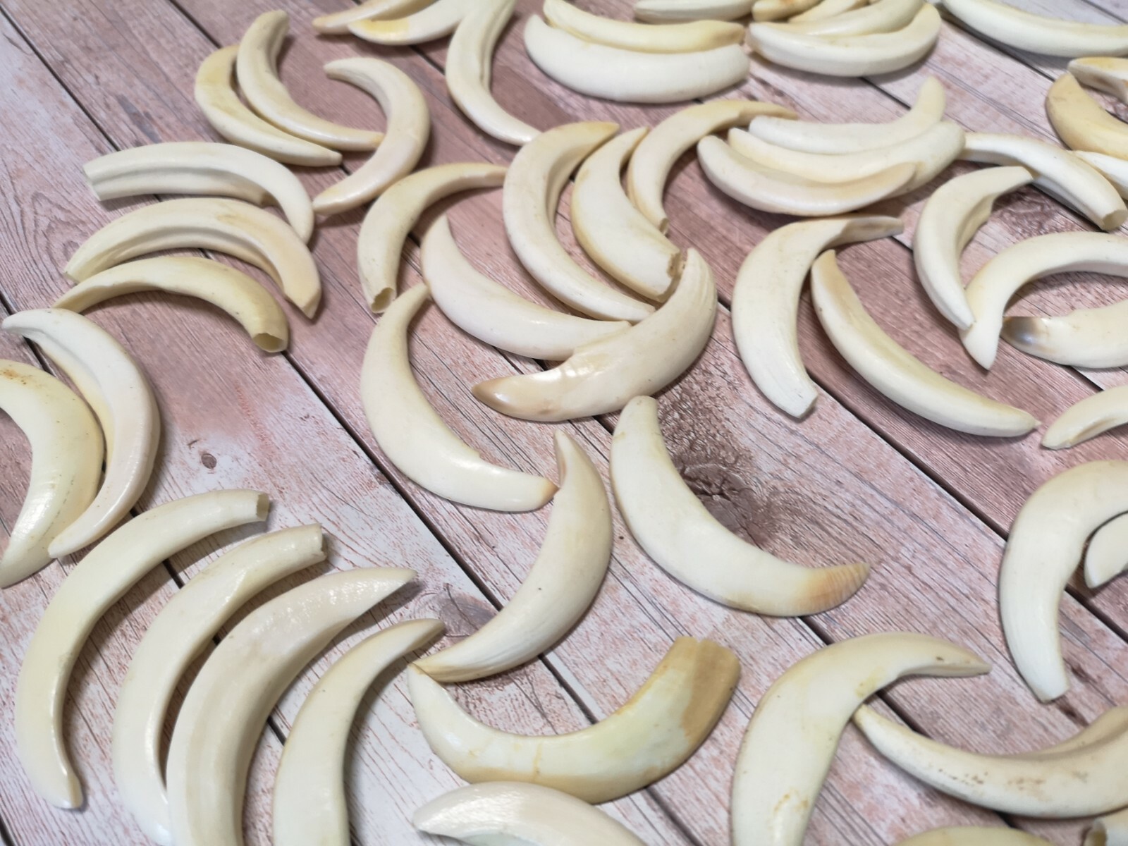 Real wild boar teeth sow hook approx. 5-7 cm! NEW and professional