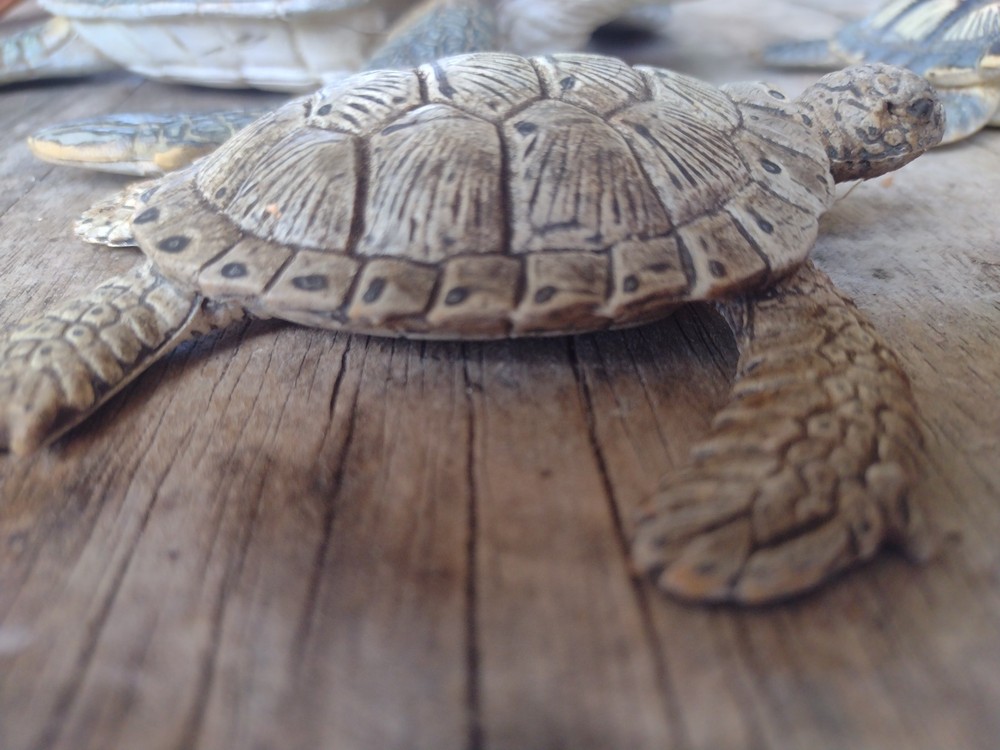 rubber turtles decor