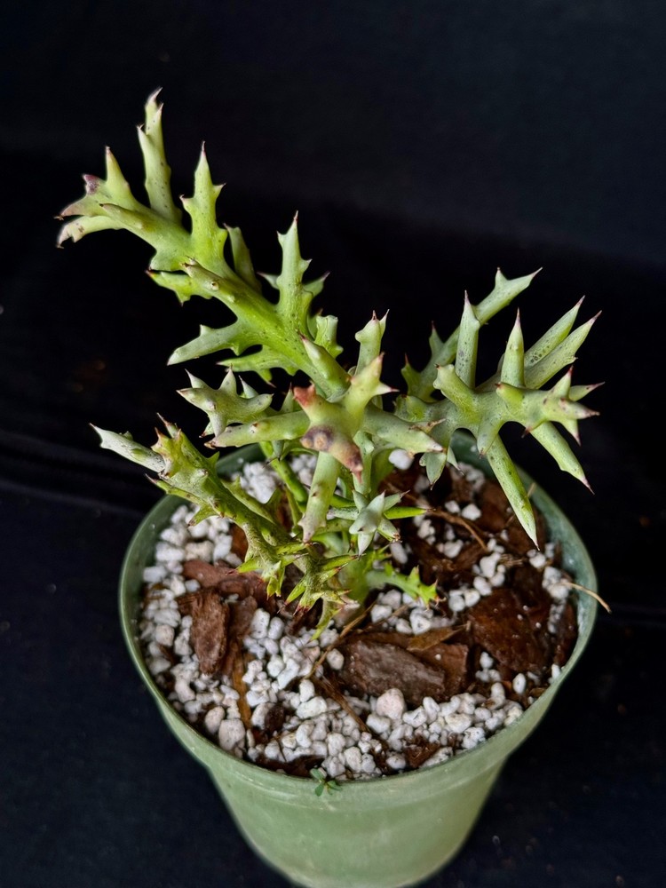 Euphorbia stenoclada, succulent