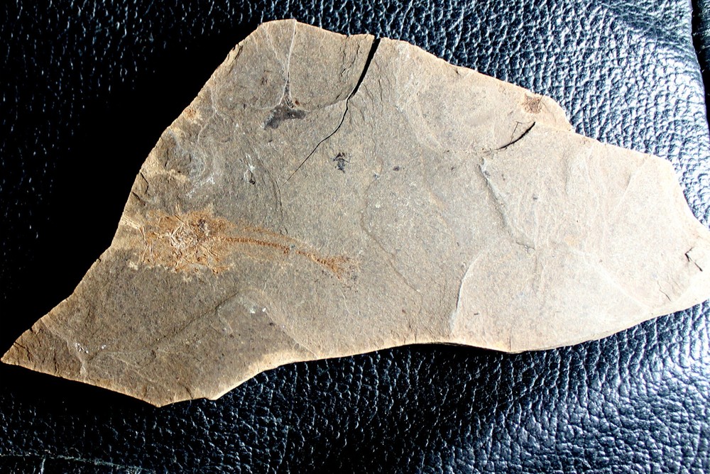 Trachinus sp. - Oligocene fossil fish
