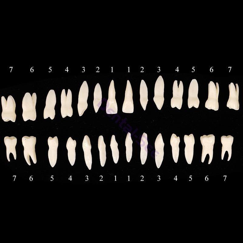28Pcs 1:1 Oral Permanent Teeth Model Discrete tooth model with root Simulation