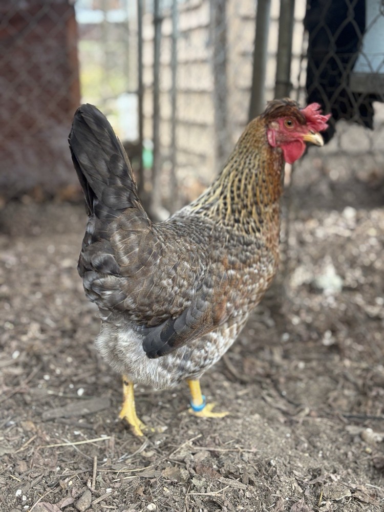 A++++ (10 ) Cream Legbar Fertilized Hatching Eggs!!
