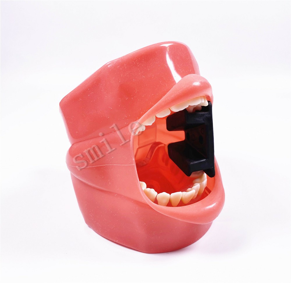 Dental Typodont Practice Removable Teeth Model Soft Gum + Simulation Cheek