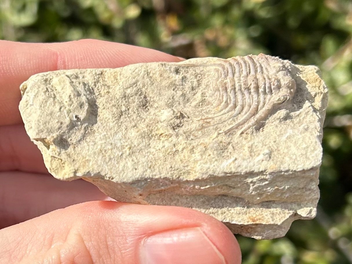 NICE Oklahoma Fossil Trilobite Kettneraspis williamsi Devonian Age Bug in Matrix