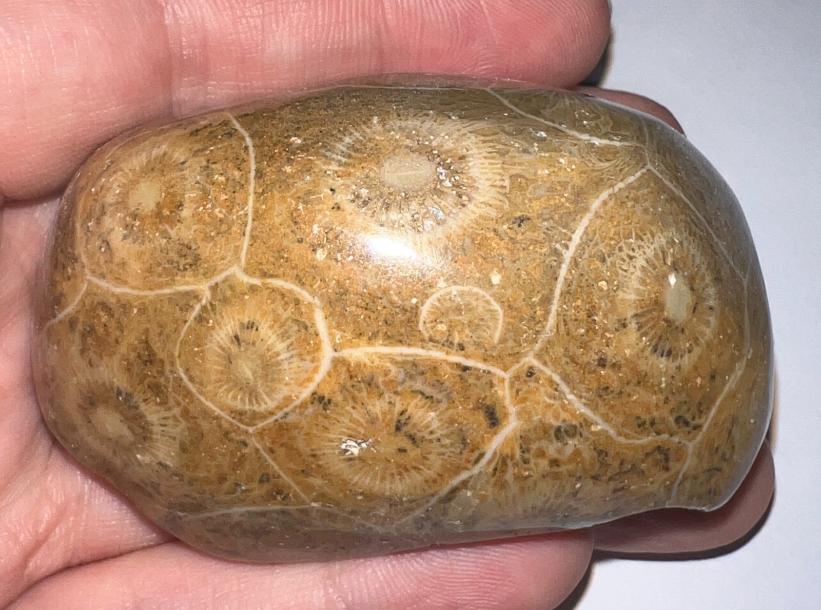 Moroccan Pre Dinosaur Fossil Polished Coral Lot 3 Inches One Per Order