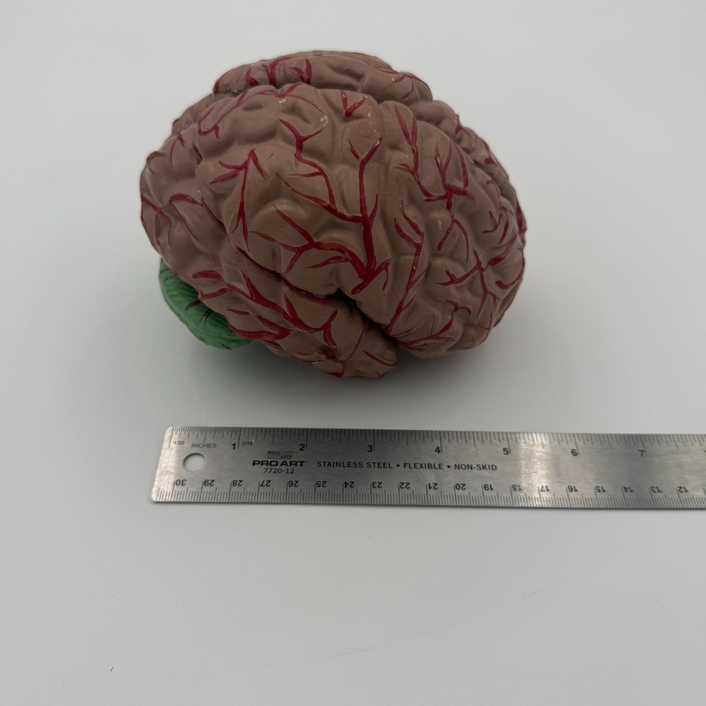 Anatomically Accurate Human Brain Model Anatomy Science Teaching