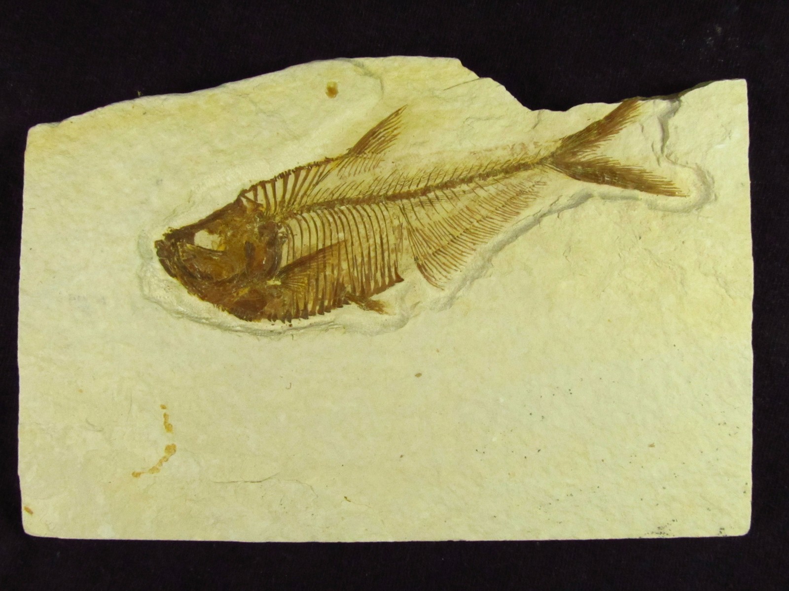 A Grade Diplomystus dentatus Fossil Fish Green River Formation Wyoming
