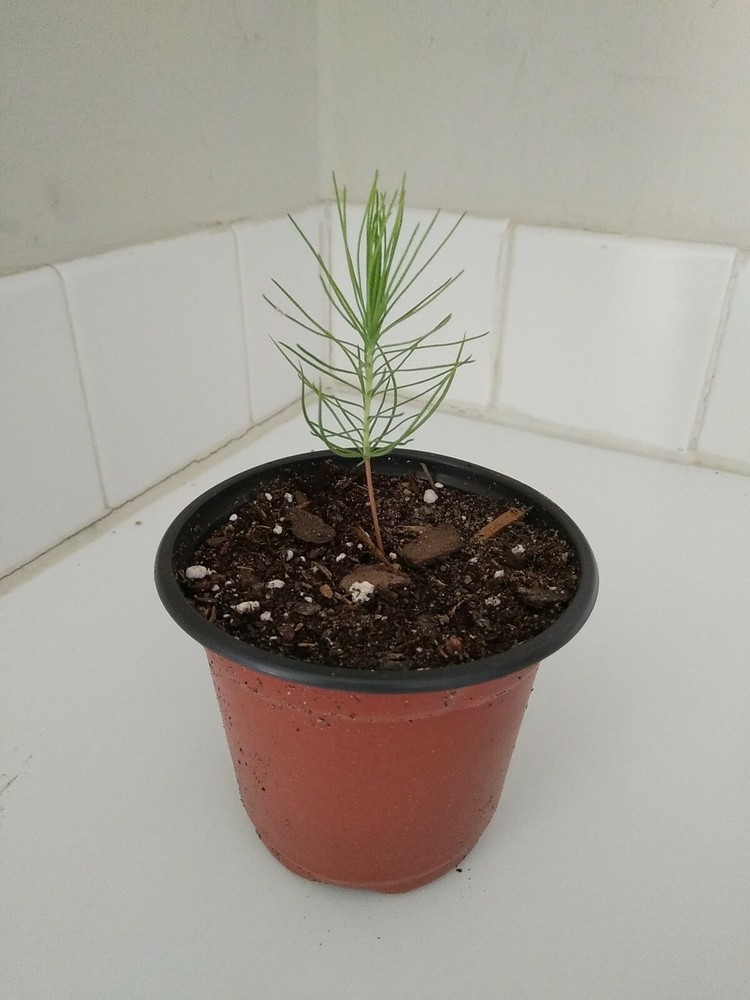 Loblolly Pine Tree, 4" Pot
