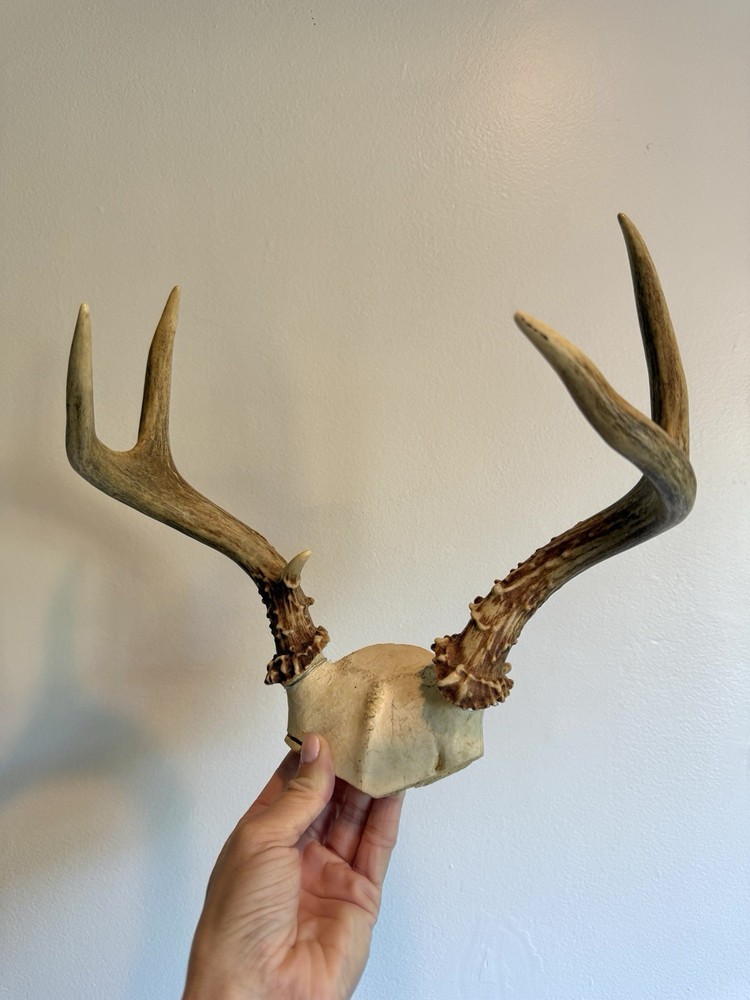 Skull Cap Deer Antlers