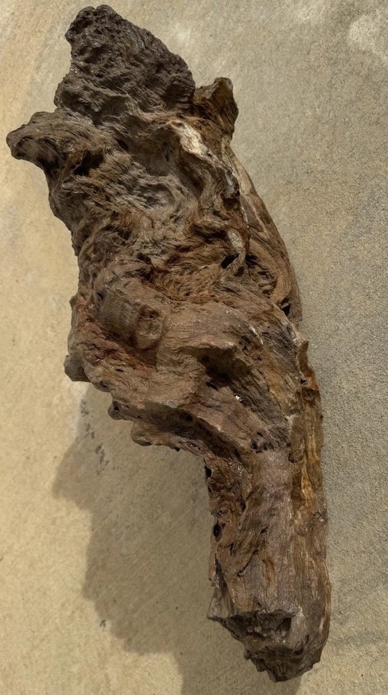 PETRIFIED LOG Large Piece.
