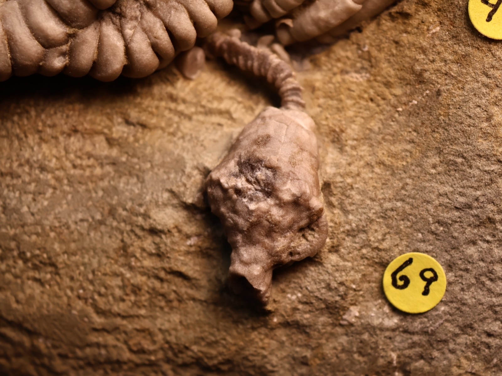 Vortex of Fossil Crinoids, Crawfordsville, IN