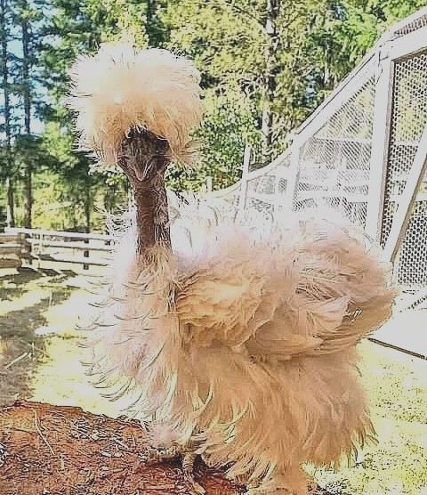 10+  BEAUTIFUL Silkie Hatching Eggs .