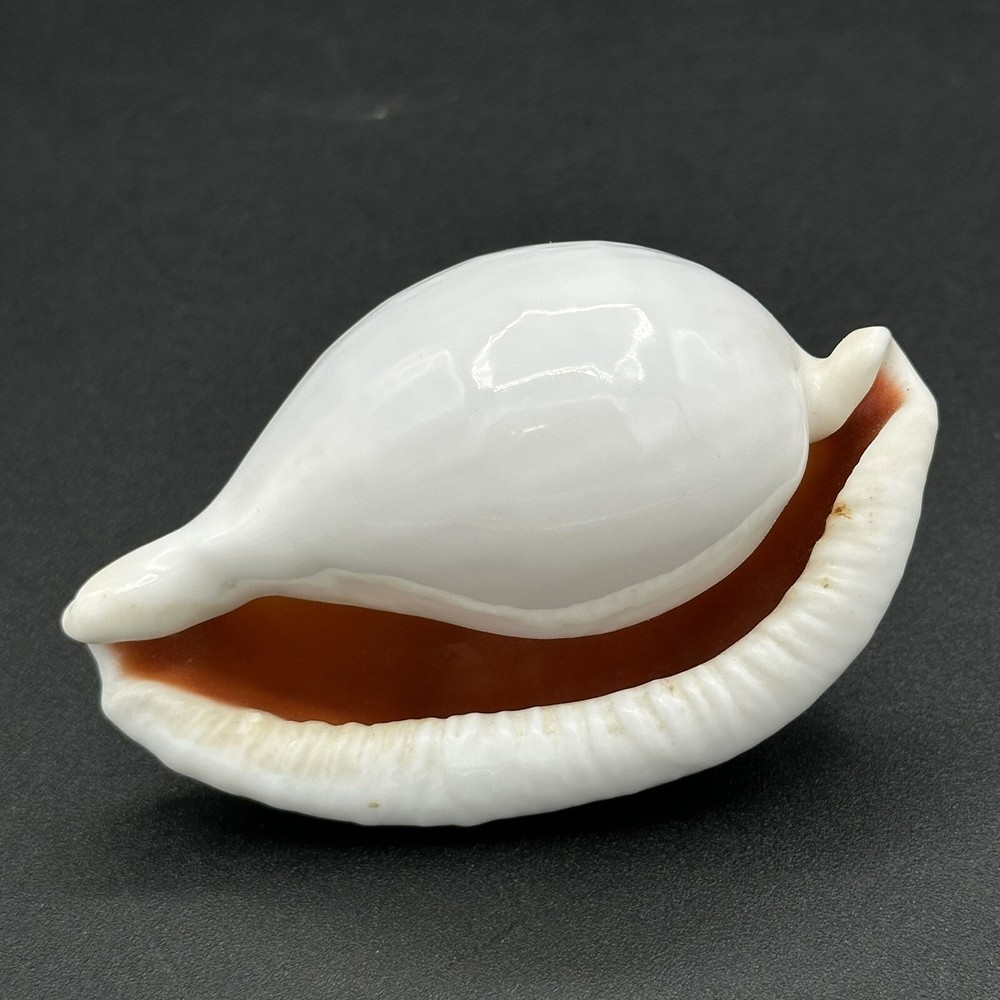 Pretty White Seashell 3 Inches Burnt Orange Inside