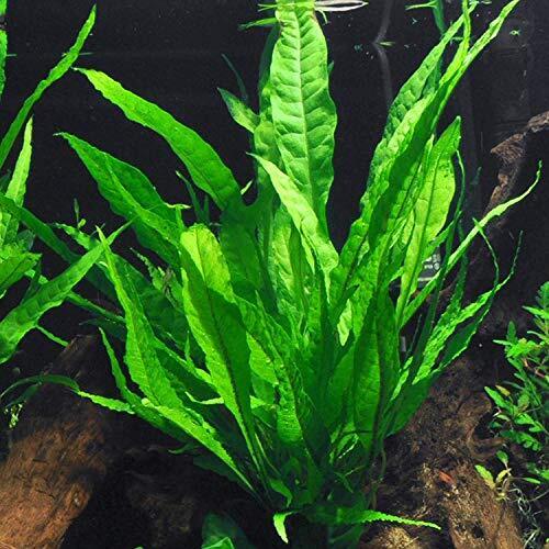 Java Fern Microsorum Pteropus Driftwood Live Aquarium Plants