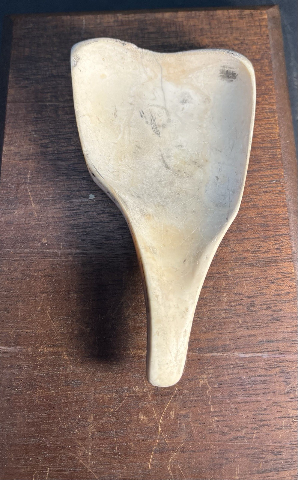 Mayan PreColumbian Authentic Conch Shell Ladle Rare Artifact Found In Belize