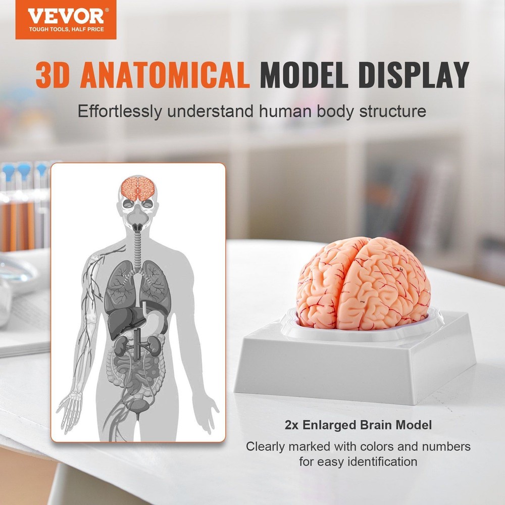 Advanced 9-Part Brain Replica 1:1 Realistic Features Labeled with Base
