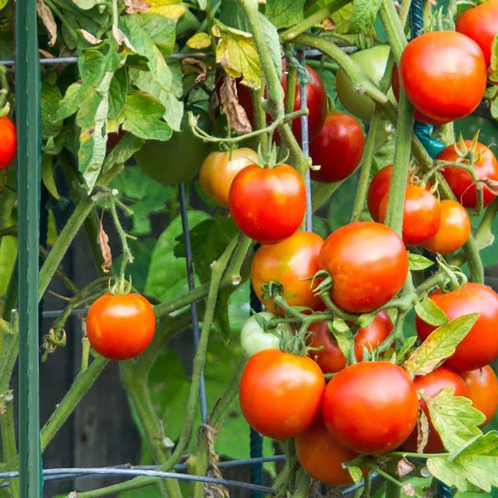 Xiny Tool Garden Stakes, 25 Pack 4 Ft Steel Plant 48 Inch, Green