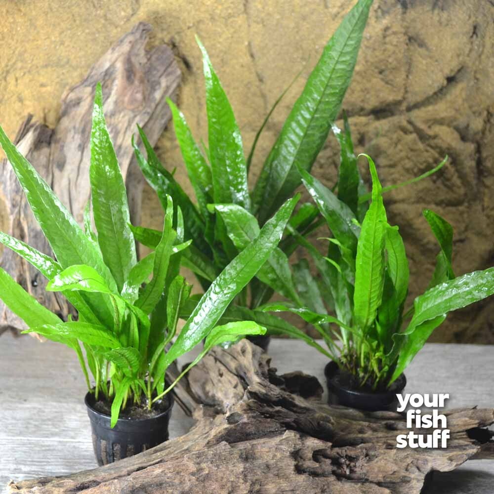 Java Fern' Philippine' Pot Microsorum pteropus Potted Live Aquarium Plants