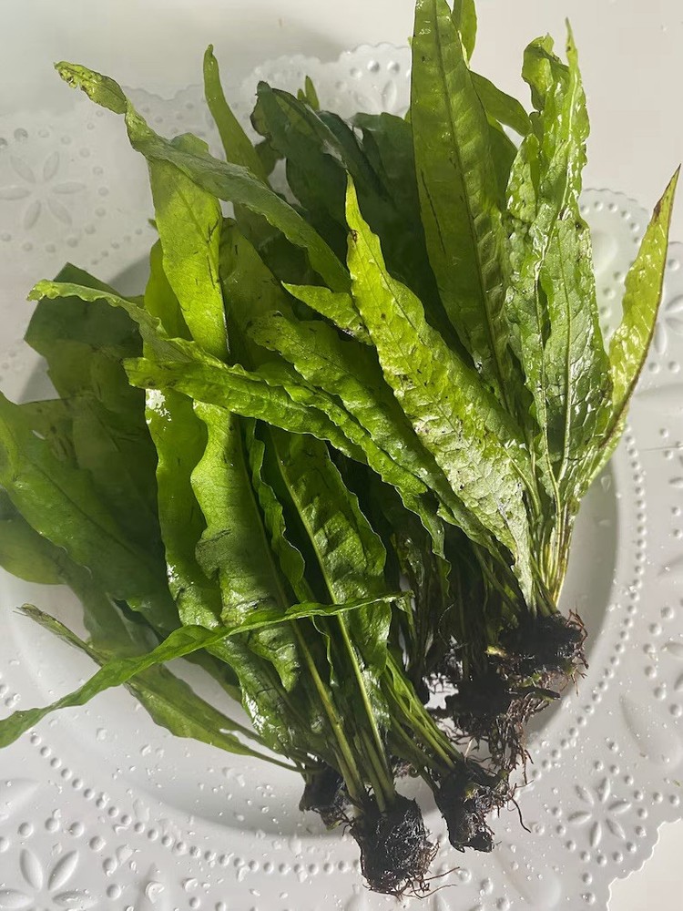 Buy 2 Get 1 Free - Java Fern Microsorum pteropus “Narrow Leaf”