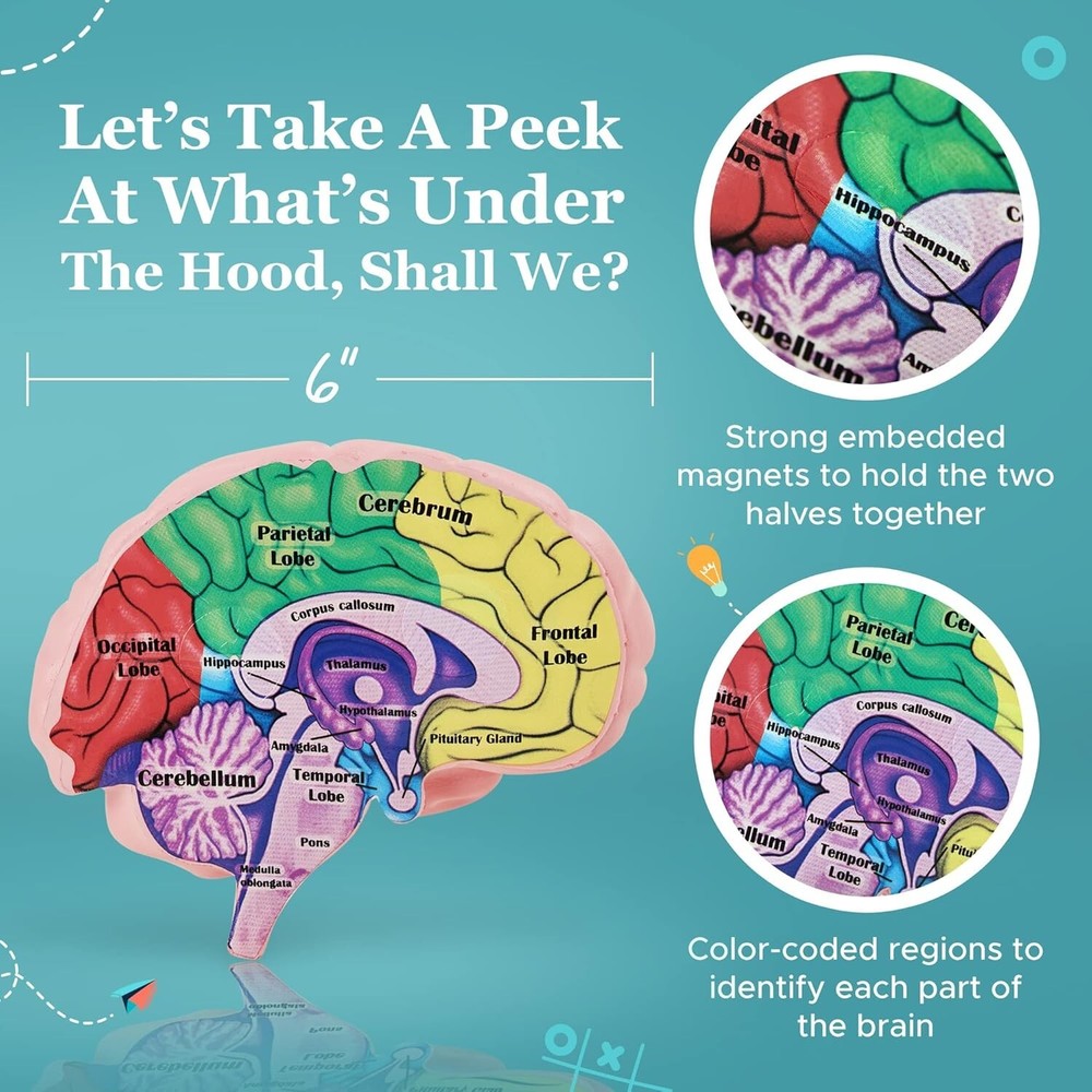 Cross Section Foam Brain Model, Great Educational Tool for Learning & Teaching