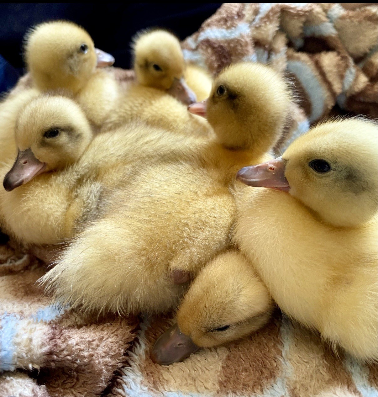 Snowy Call Duck Hatching Eggs- Qty 6 Pet Quality Fertile Call Duck Eggs