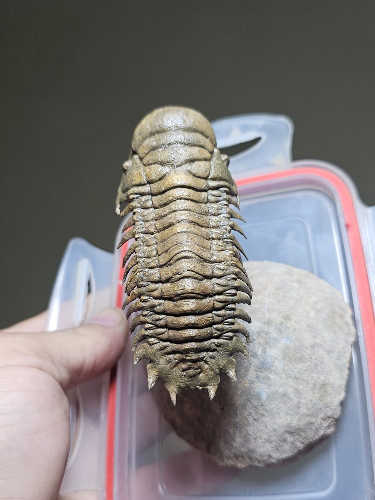Fossil trilobite Flying Crotalocephalina Devonian morocco