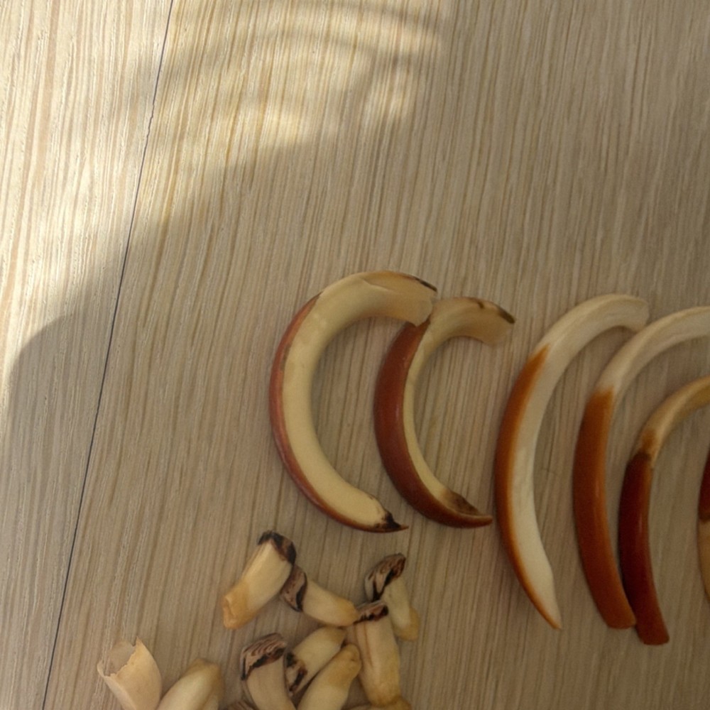 Beaver teeth