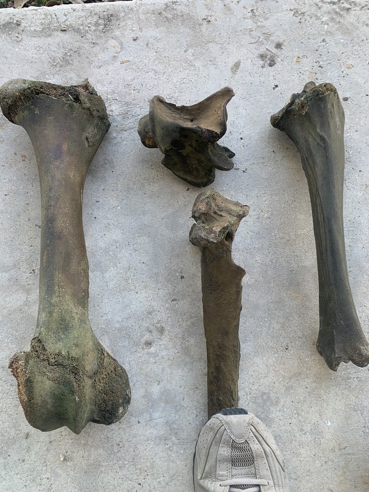 Fossilized Bison Bones