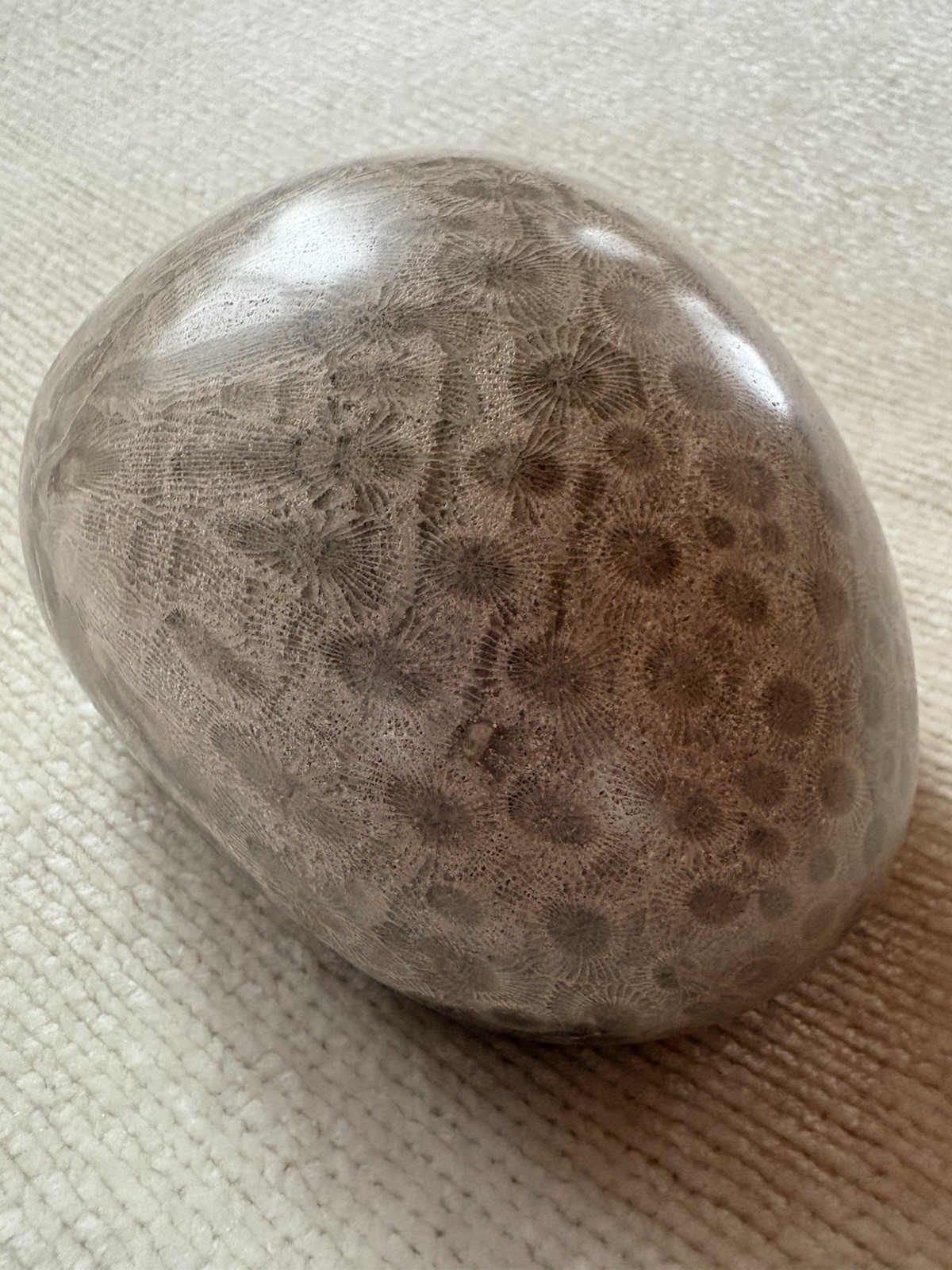Polished Petoskey Stone