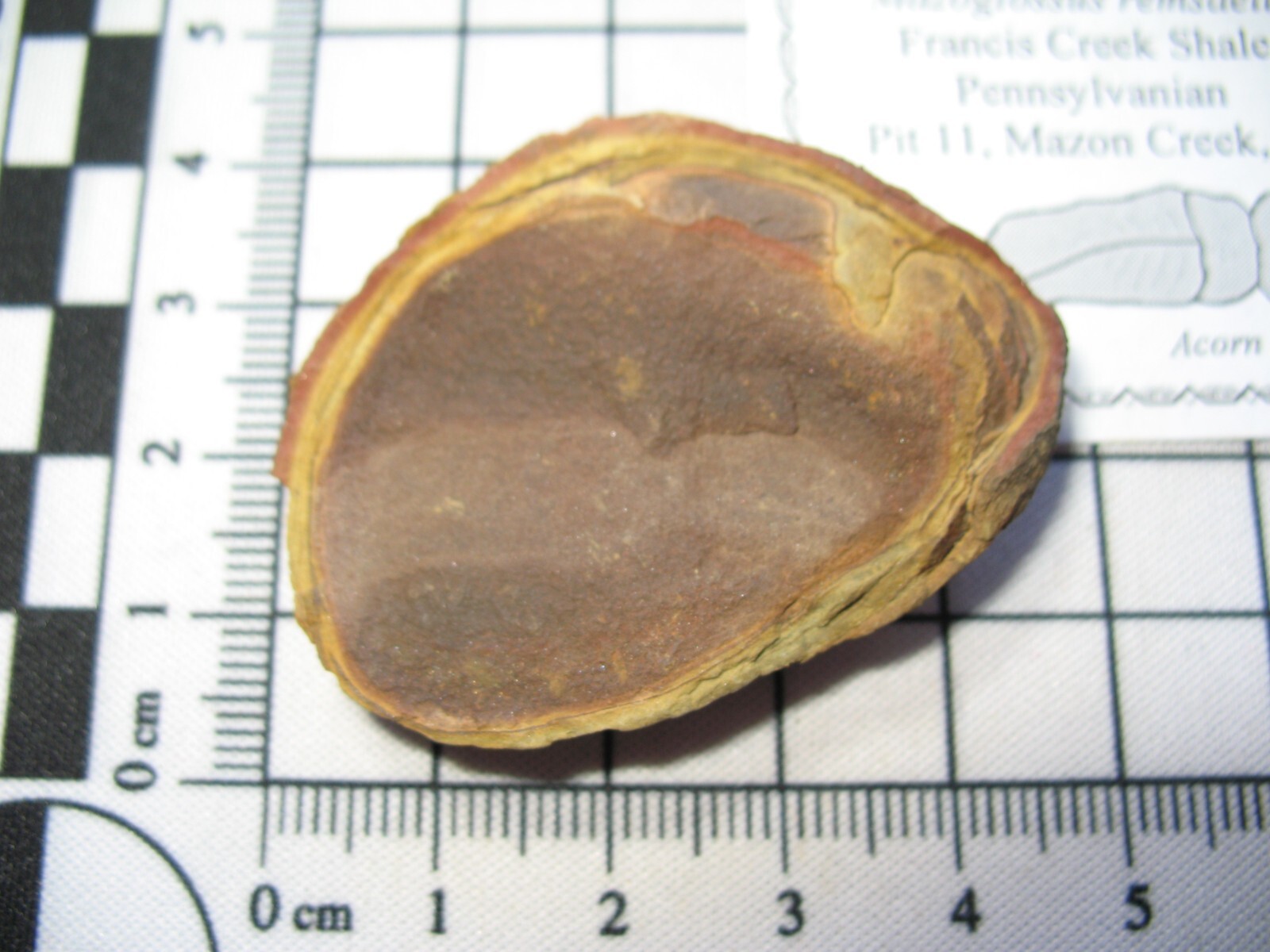 Pennsylvanian Carboniferous Mazon Creek fossil - Mazoglossus acorn worm #8