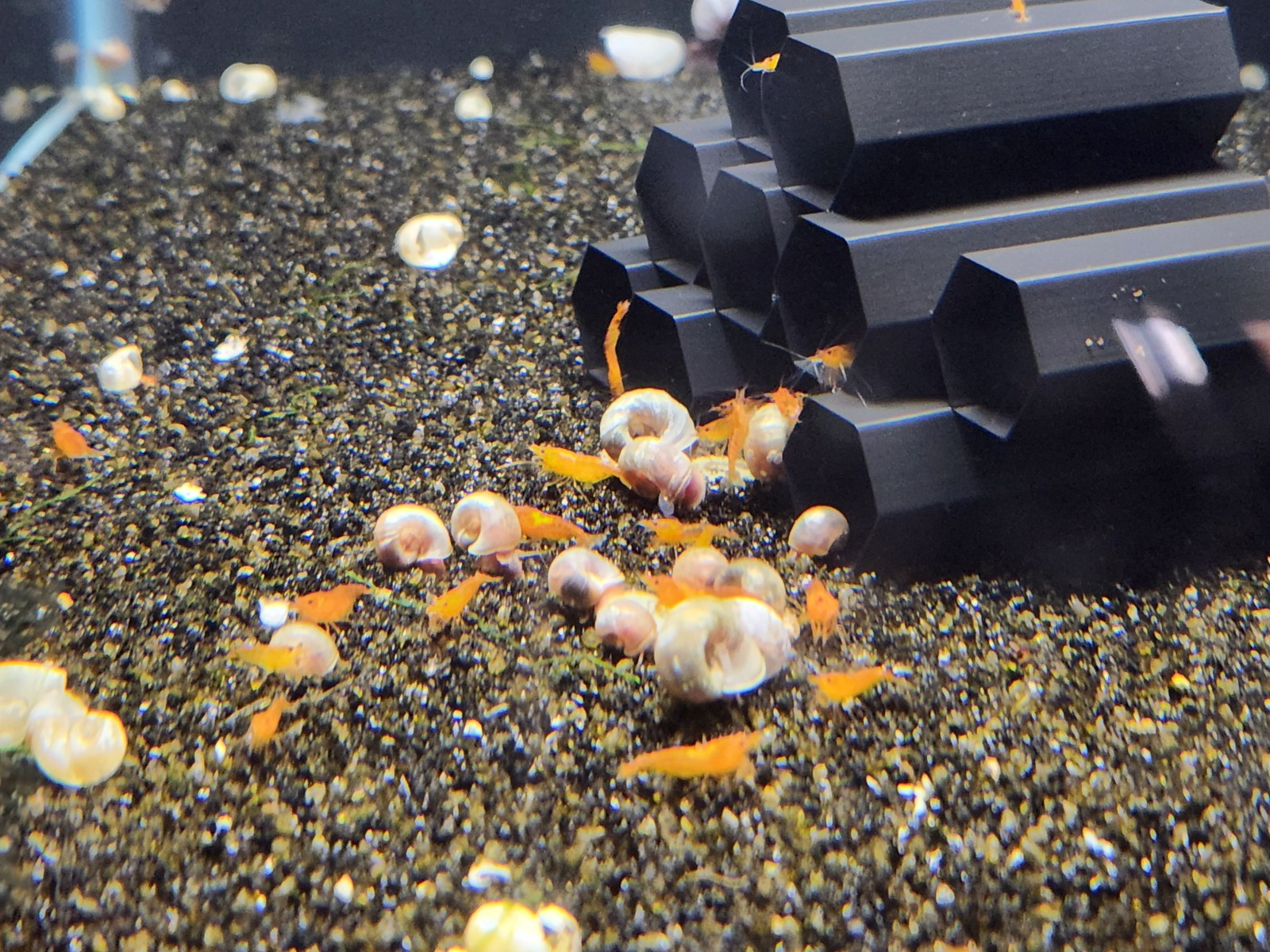 Small Freshwater Cleanup Crew – 2 Plecos, 20 Shrimp, 20 Snails - Algae Eaters