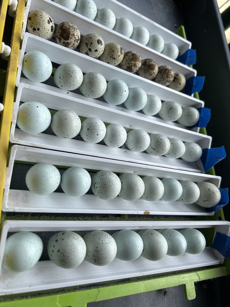Celadon Coturnix Quail Hatching Eggs