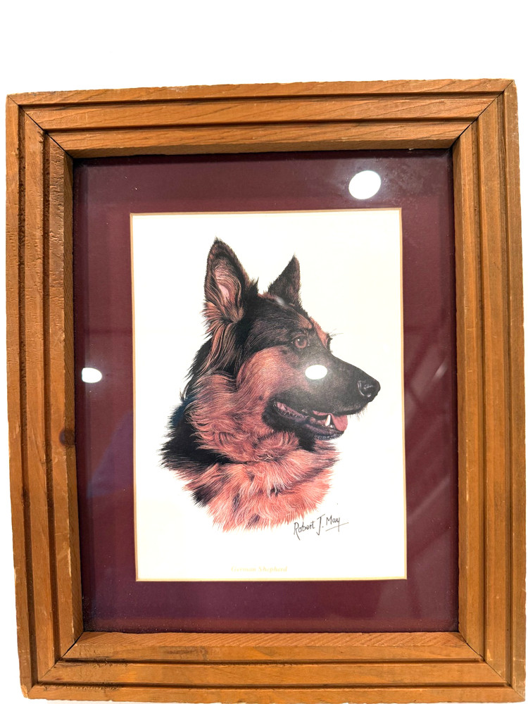 German Shepherd Print by Robert J. May