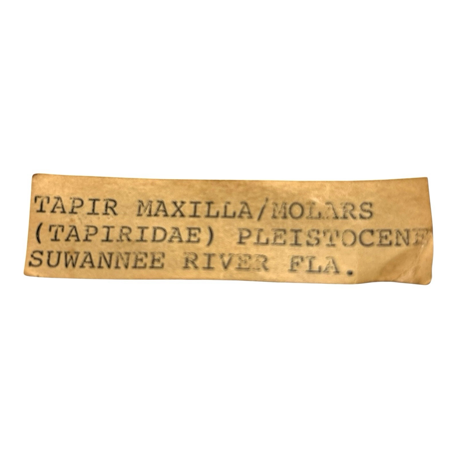 Prehistoric Pleistocene Age Fossilized Tapir Teeth and Mandible Jaw Pieces