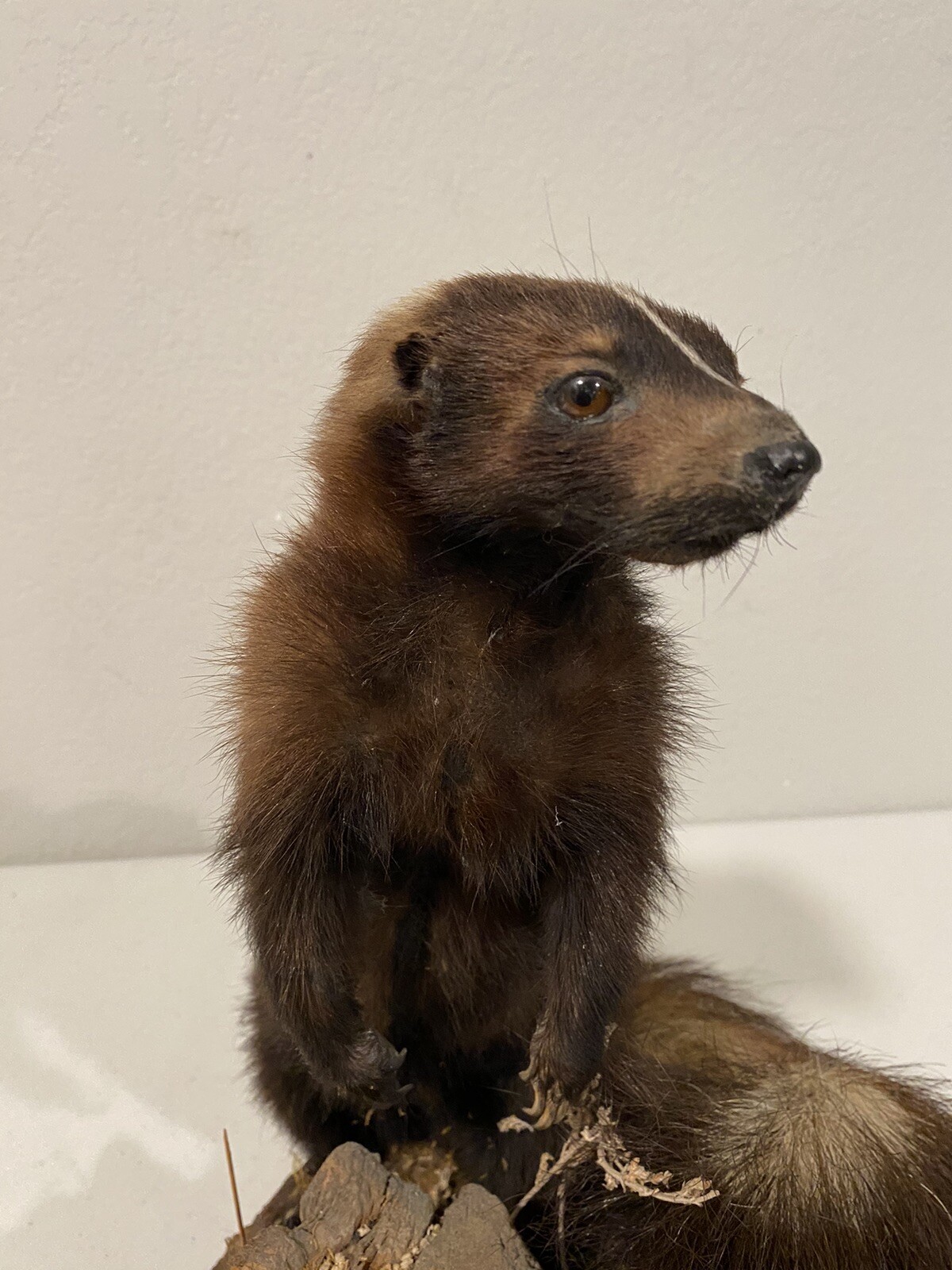 Rare Adult Brown Striped Skunk Taxidermy Mounted 16” Tall Vintage Oddity NICE