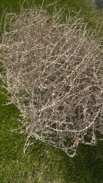Tumbleweed Russian Thistle - 22"x28"