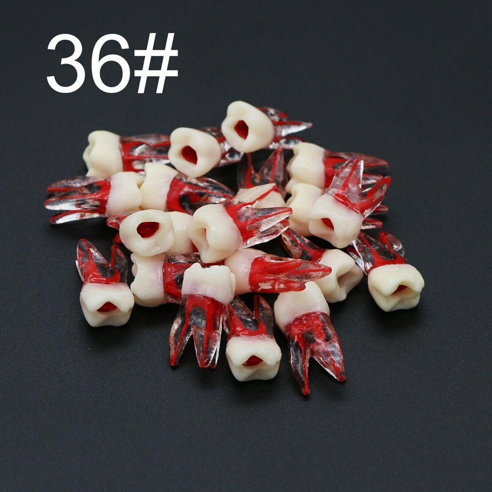 Dental Endo Root Canal Teeth Model Study Practice Block RCT Pulp Cavity
