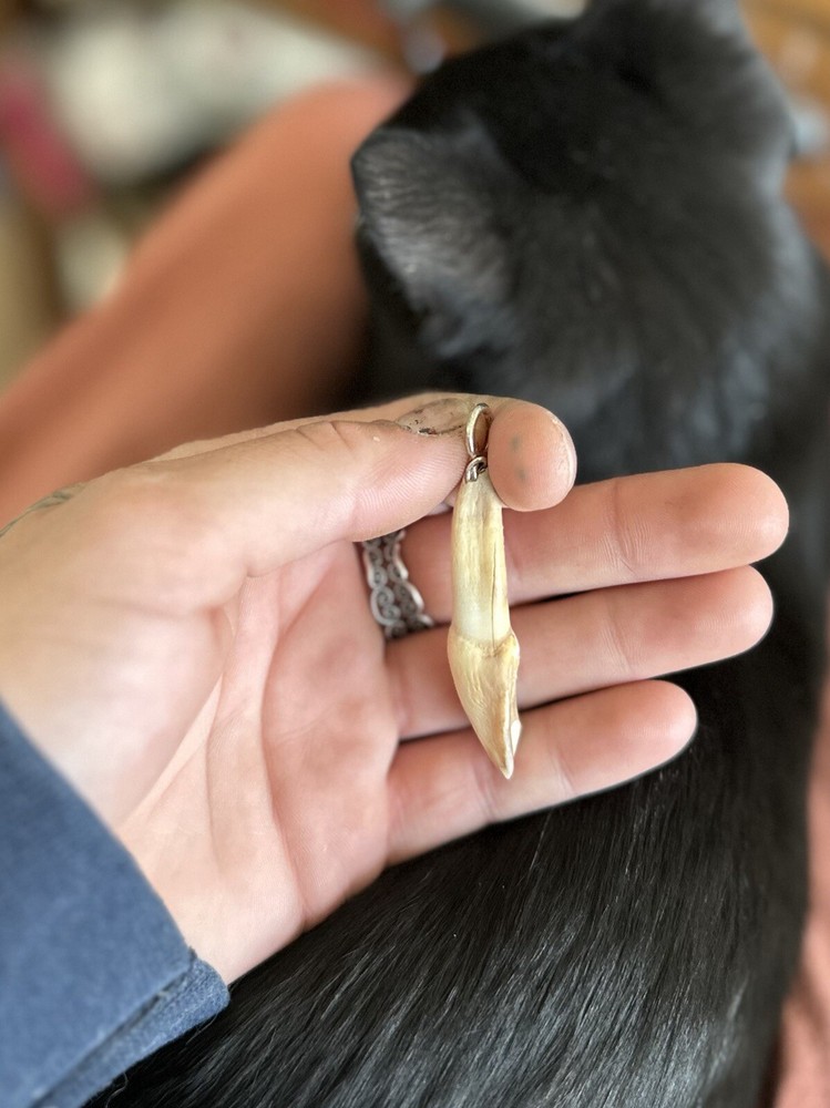 Cow Tooth Pendant