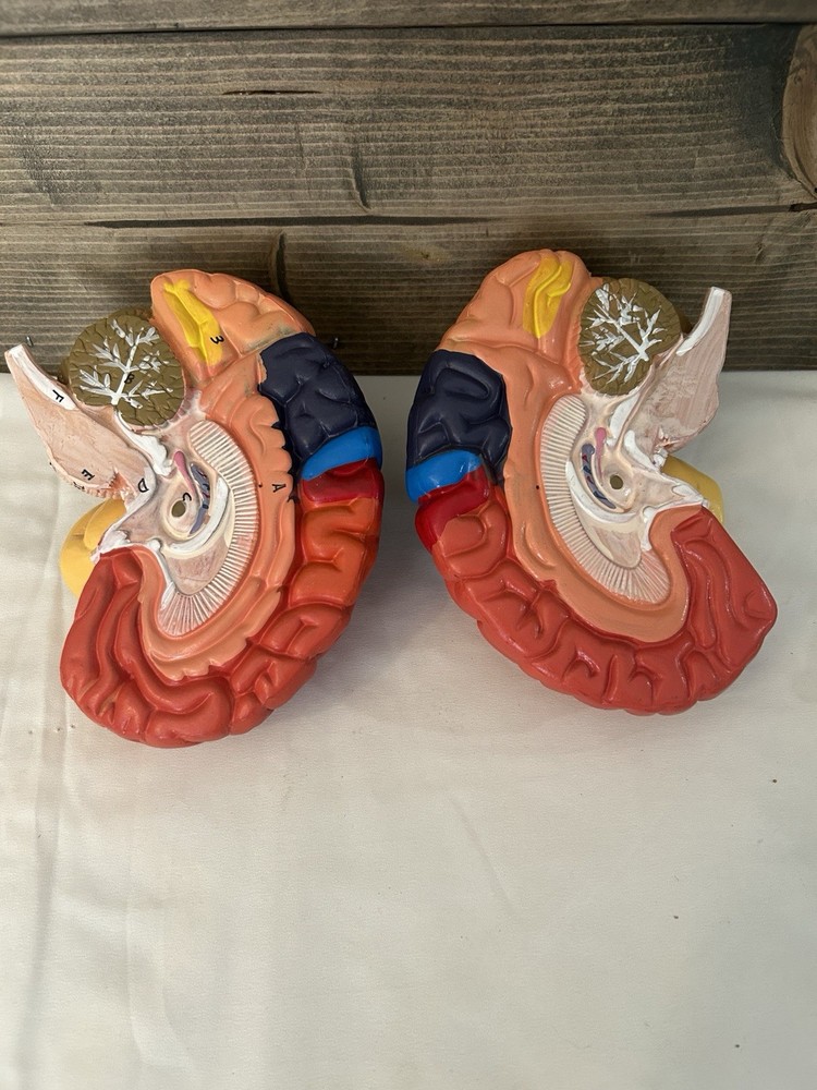 Teaching Model of Colorful Brain Structure Anatomy Model - Numbered Structure