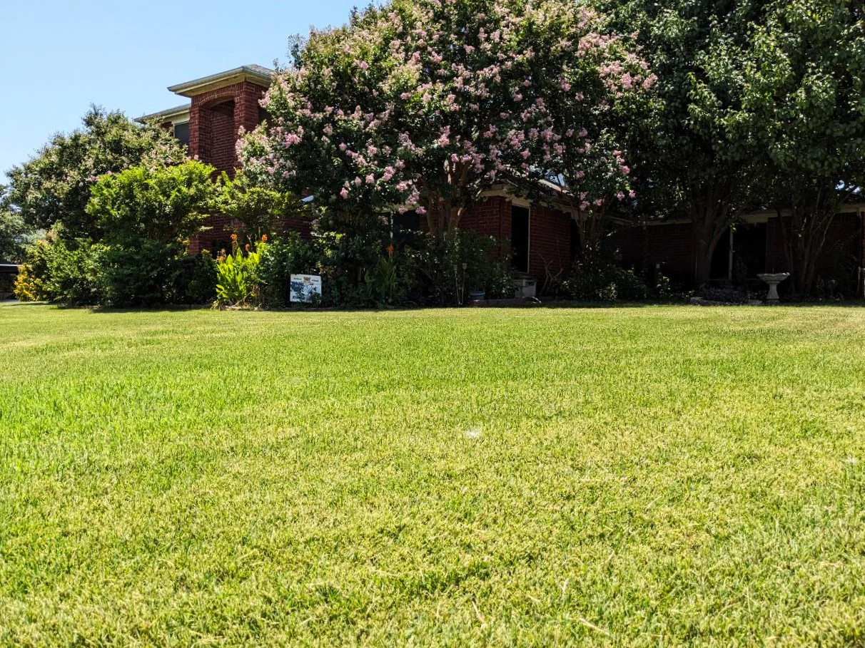 Bermuda Grass, Coated Unhulled Seeds - For 2026 Planting Warm Season