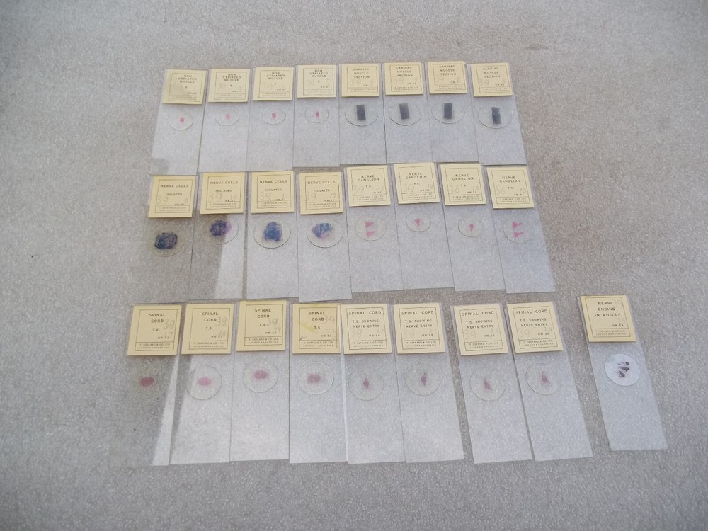 Vintage Glass Microscope Slides -