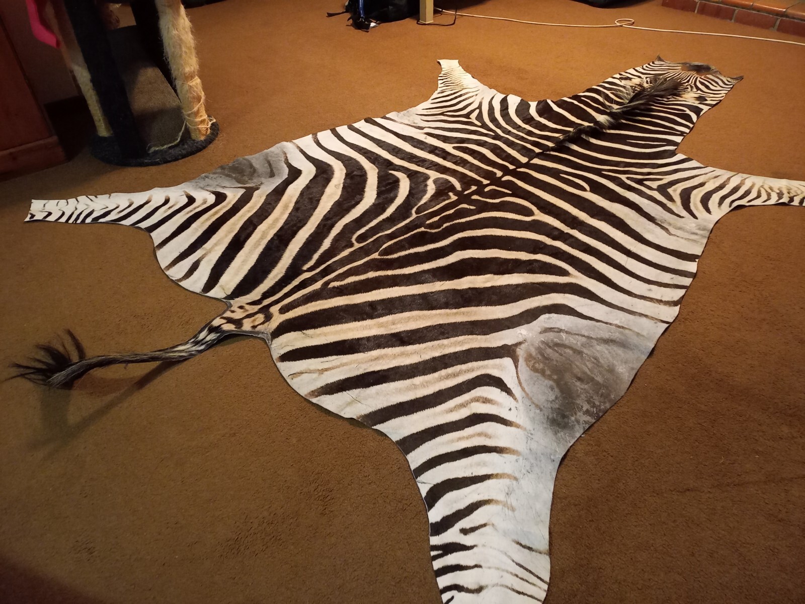 Zebra hide / skin - Large Genuine South African Burchell Zebra hide - 35% OFF