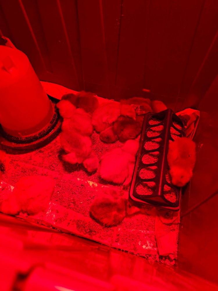 Barnyard Mix Hatching Eggs