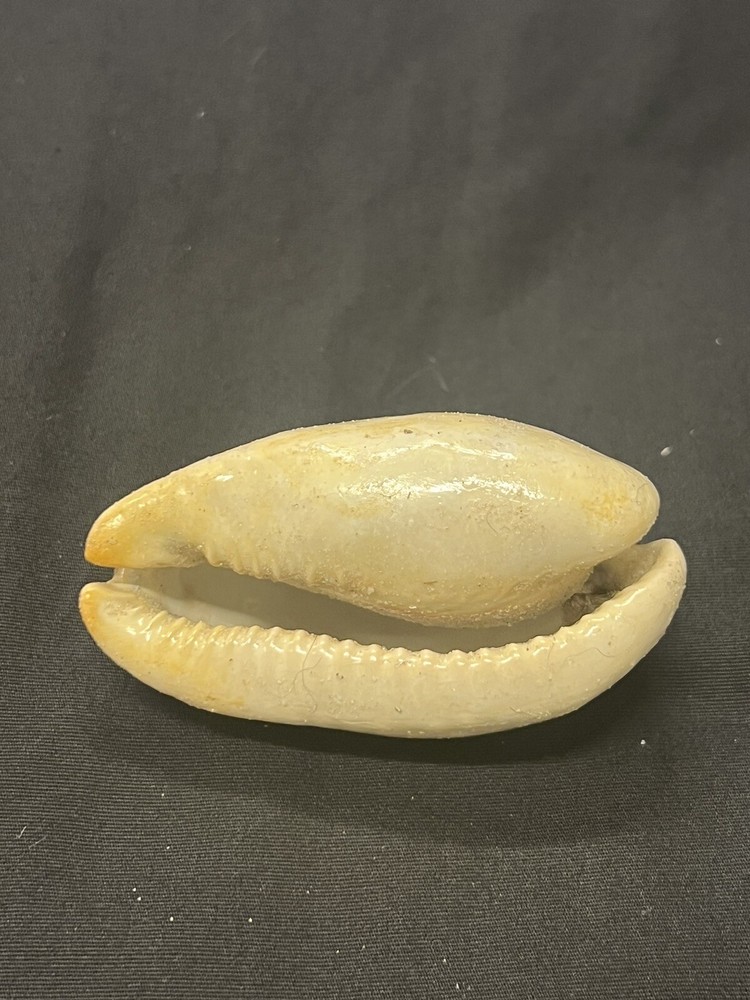 EXTINCT Fossilized COWRIE Shell From Central Florida - Pliocene Era.