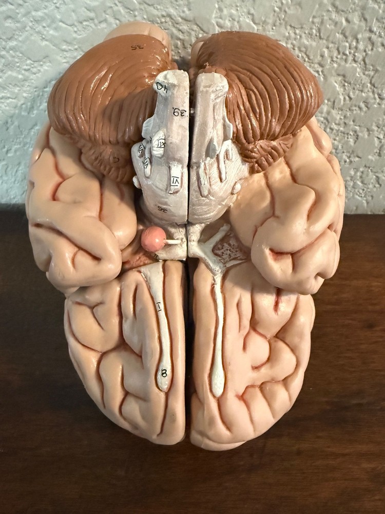 vintage anatomy model brain model 4 pieces