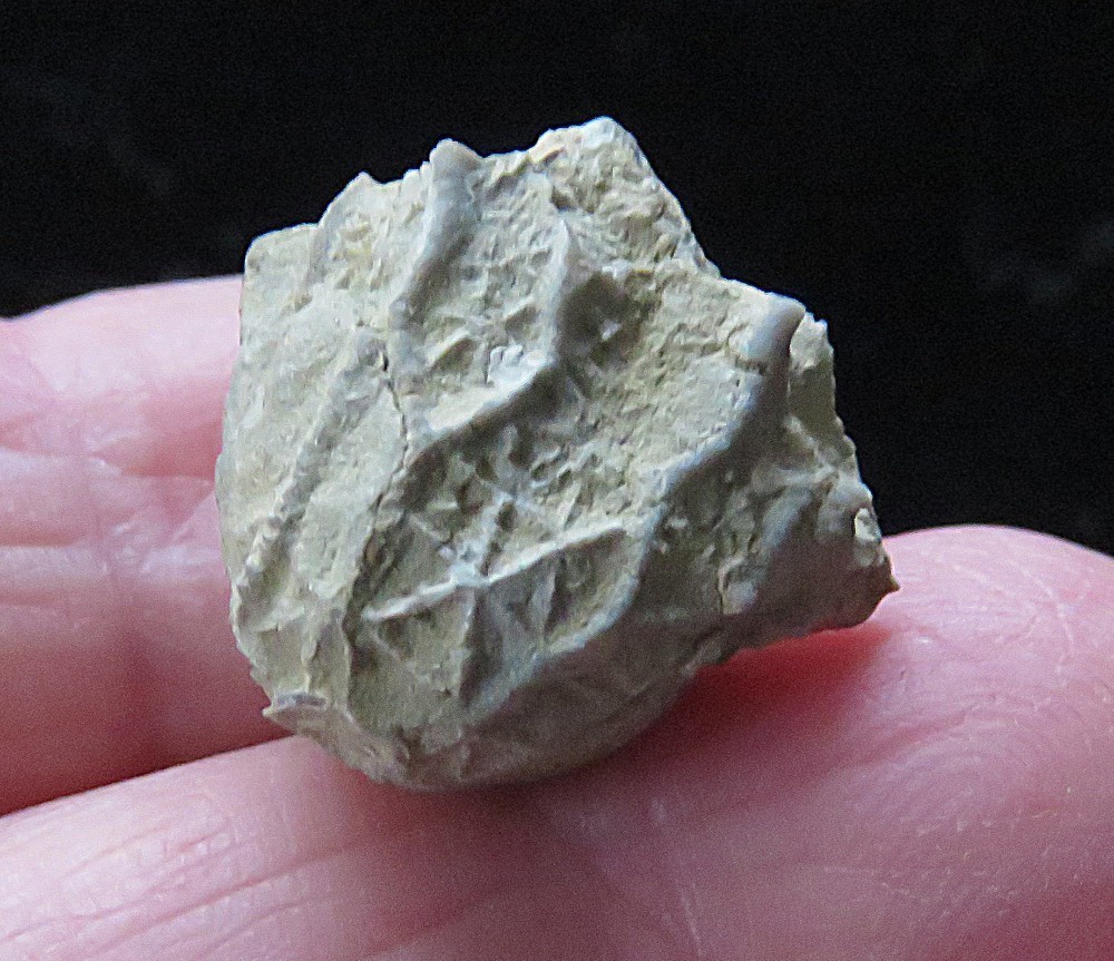 Crinoid- 3/4"- Glyptorinus dyeri- Ordovician- Cincinnati, Ohio