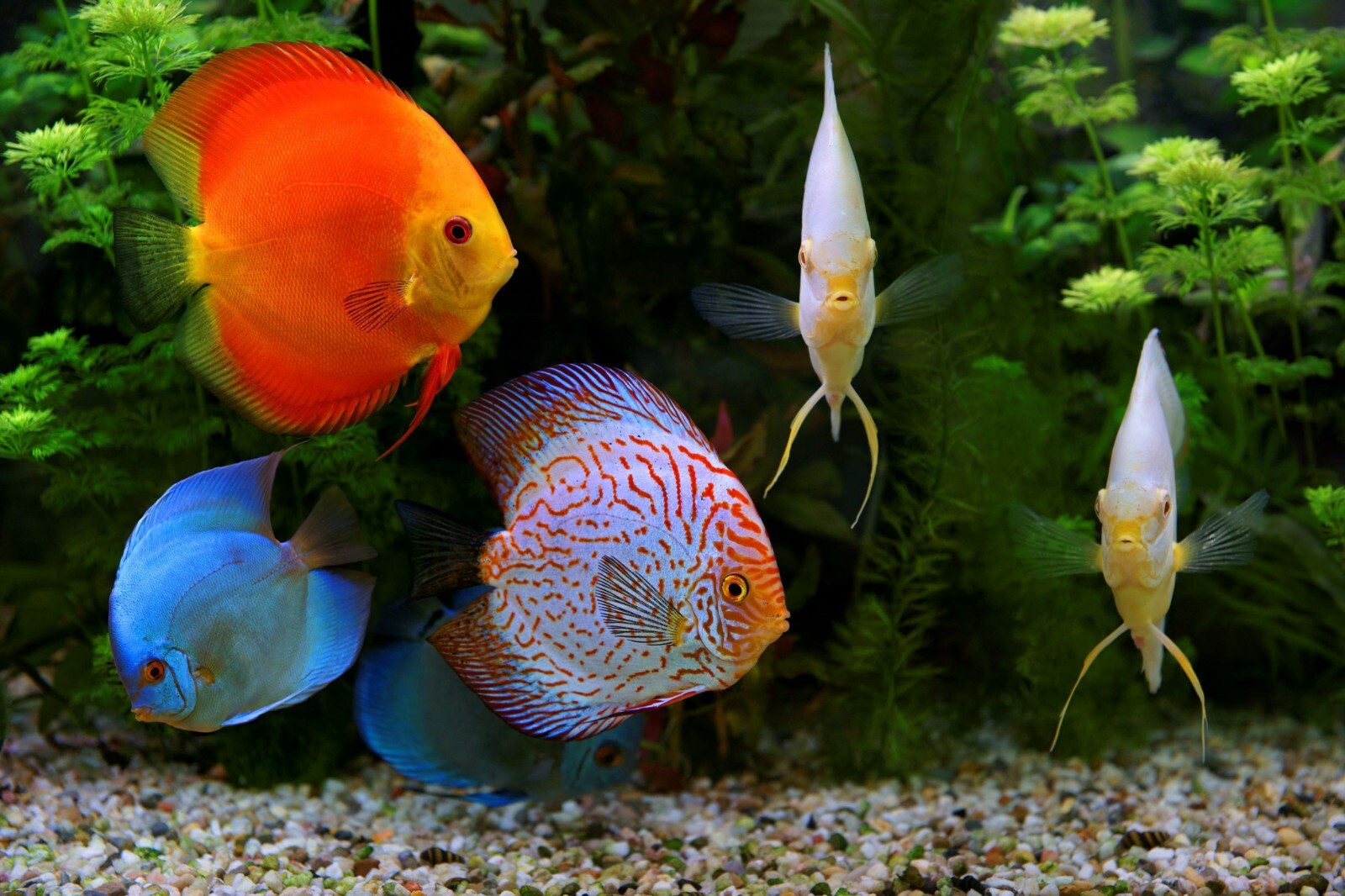 Tropical Fish Flakes for All Tropical Fish, Guppies, Tetras, Livebearers. WL