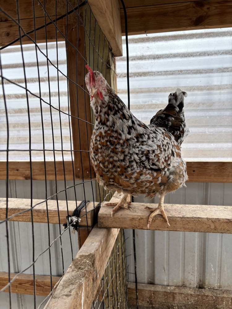 ALOHA CHICKEN HATCHING EGGS - 6+ Eggs