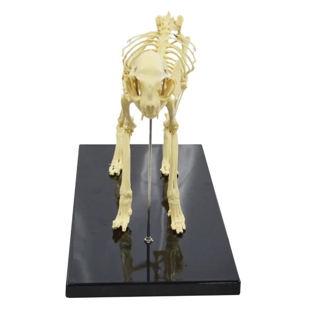 Feline Skeleton Anatomical Model Standard Size PVC Cat Skeleton Teaching Model